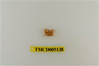 藏品(鋸額豆瓷蟹)的圖片